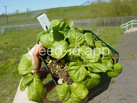 mint, perilla